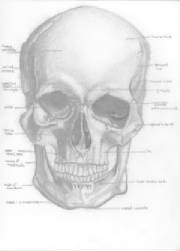 skull.jpg